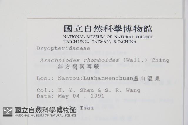 斜方複葉耳蕨藏品圖，第2張