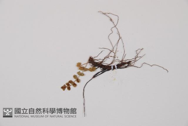 綠柄鐵角蕨藏品圖，第3張
