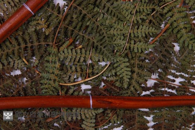 細葉姬蕨藏品圖，第3張