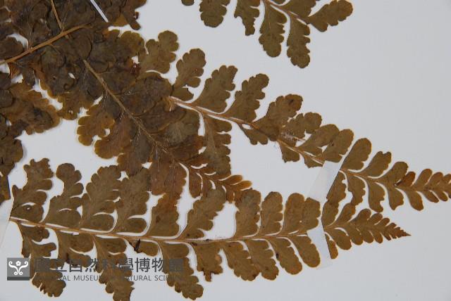 台灣鱗蓋蕨藏品圖，第3張