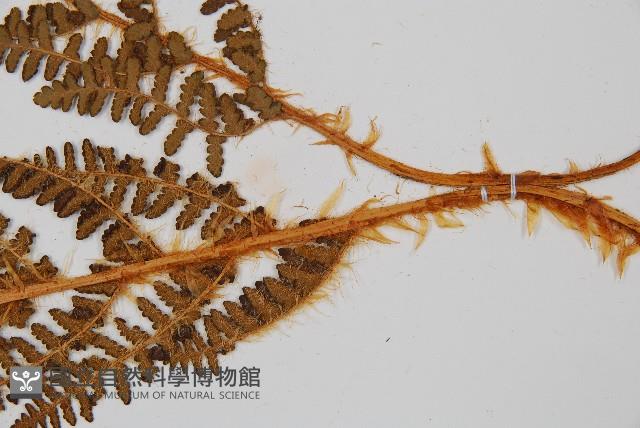 密毛鱗毛蕨藏品圖，第3張