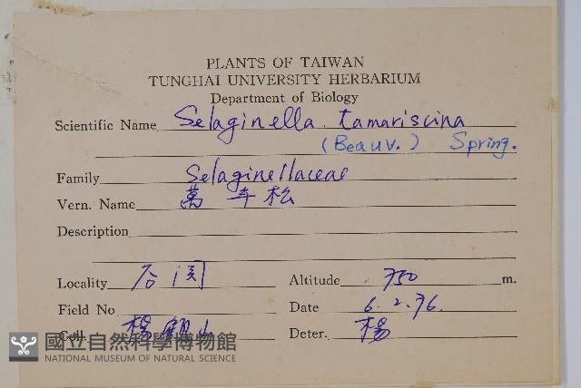 萬年松藏品圖，第2張