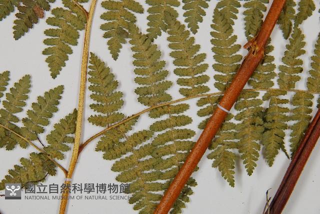 細葉姬蕨藏品圖，第3張