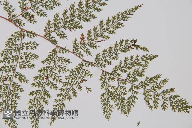 小膜蓋蕨藏品圖，第3張