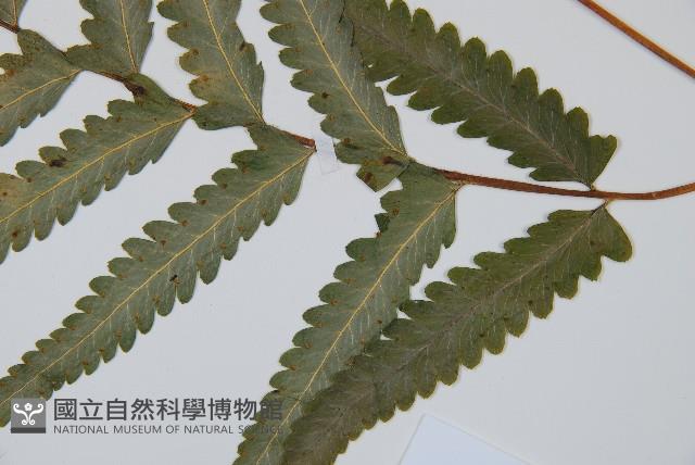 邊緣鱗蓋蕨藏品圖，第2張