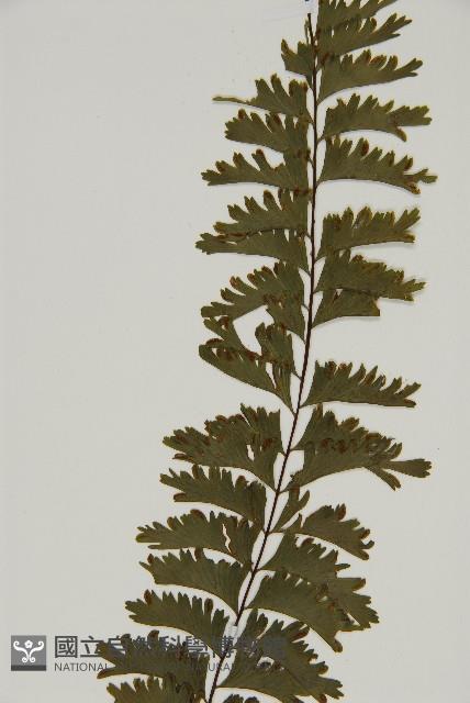 Accession Number:P000165 Collection Image, Figure 3, Total 5 Figures