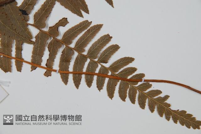 邊緣鱗蓋蕨藏品圖，第3張