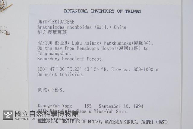 斜方複葉耳蕨藏品圖，第2張