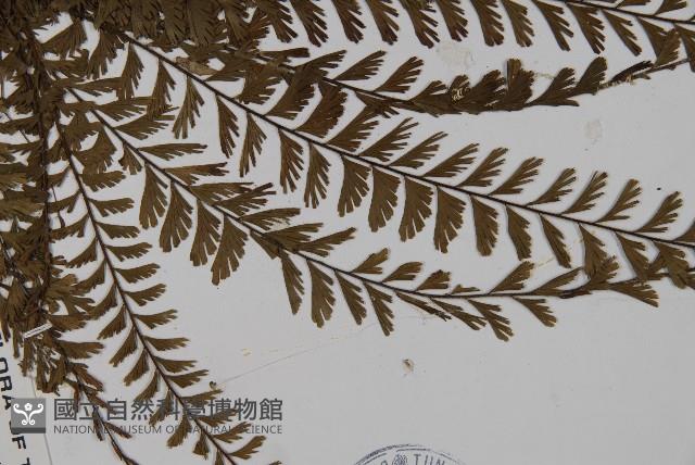 鞭葉鐵線蕨藏品圖，第3張