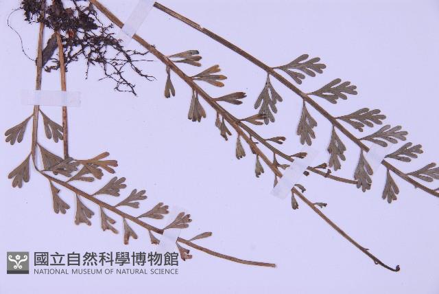 長生鐵角蕨藏品圖，第3張