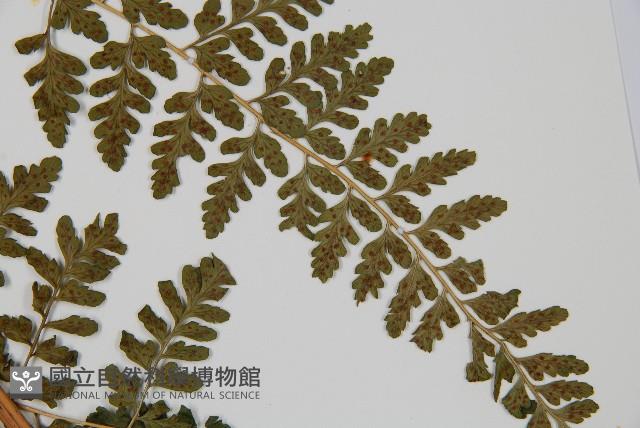 哈氏假複葉耳蕨藏品圖，第3張