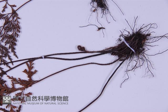 華中鐵角蕨藏品圖，第3張