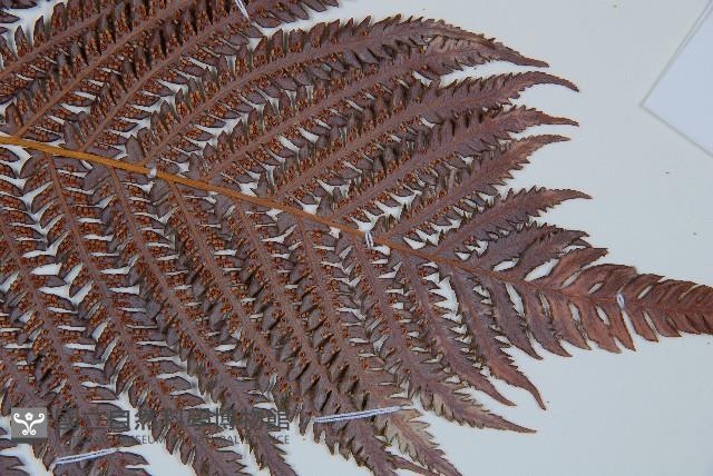 登錄號:P009765藏品圖，第3張