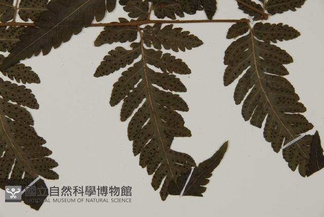 薄葉擬肋毛蕨藏品圖，第3張