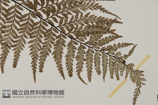 粉葉蕨藏品圖，第3張