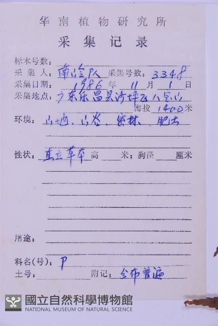 兩廣鐵角蕨藏品圖，第6張