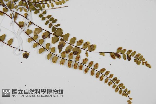 鐵角蕨藏品圖，第3張
