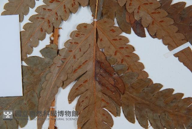 日本狗脊蕨藏品圖，第3張