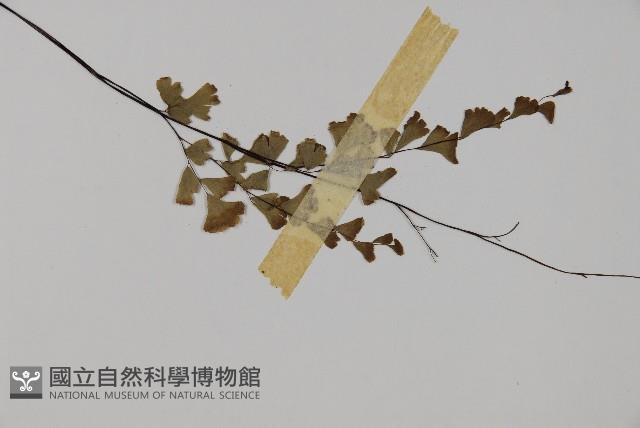 鐵線蕨藏品圖，第3張