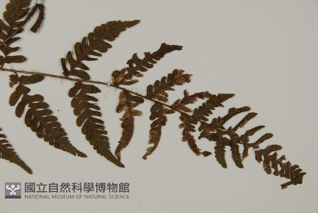 愛德氏肋毛蕨藏品圖，第3張