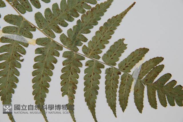 刺柄雙蓋蕨藏品圖，第3張