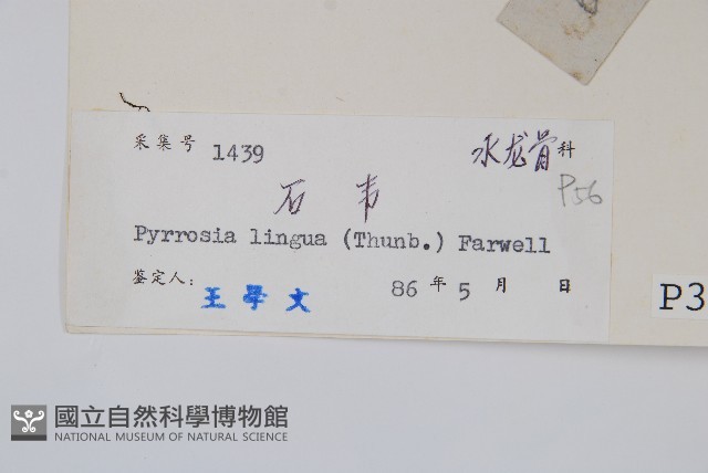 石葦藏品圖，第2張