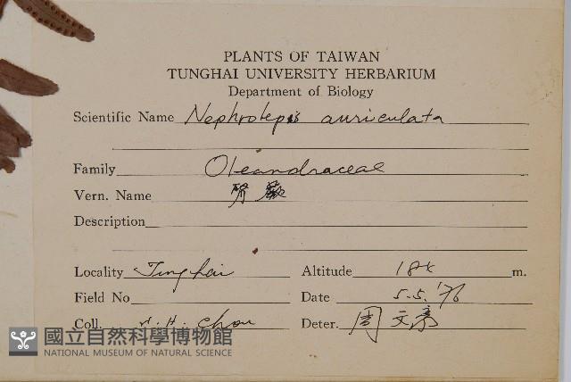 腎蕨藏品圖，第2張