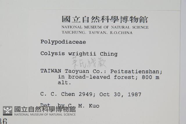 萊氏線蕨藏品圖，第2張