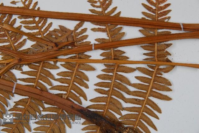 密毛蕨、巒大蕨藏品圖，第3張