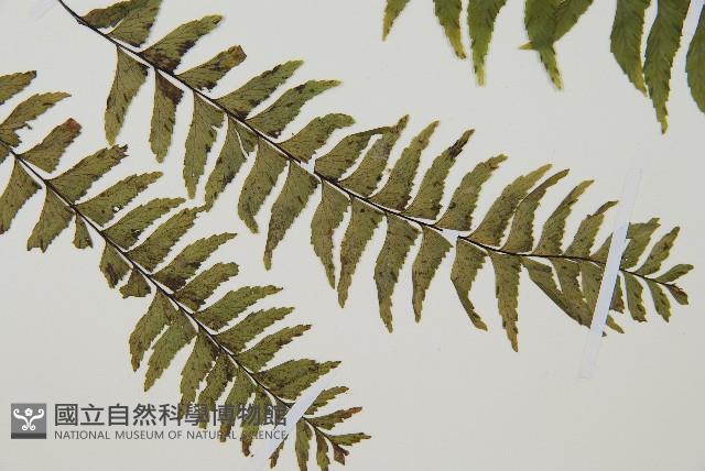 單邊鐵角蕨藏品圖，第3張