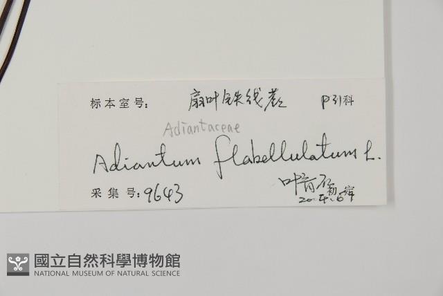 扇葉鐵線蕨藏品圖，第2張