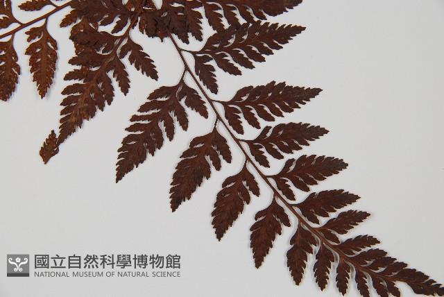 大葉骨碎補、台灣骨碎補、骨碎補藏品圖，第3張