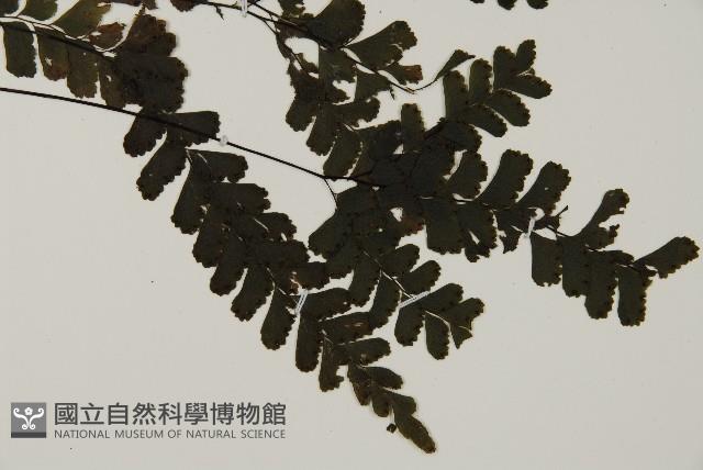長尾鐵線蕨藏品圖，第3張