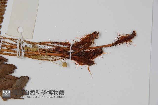 海南複葉耳蕨藏品圖，第3張