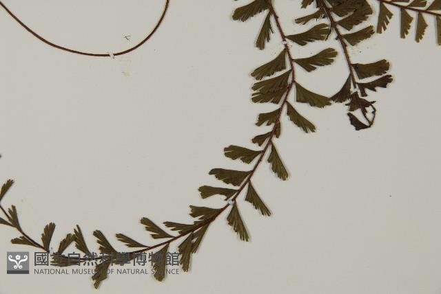 鞭葉鐵線蕨藏品圖，第3張