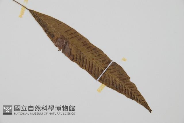 單葉雙蓋蕨藏品圖，第3張