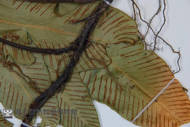 細柄雙蓋蕨藏品圖，第3張