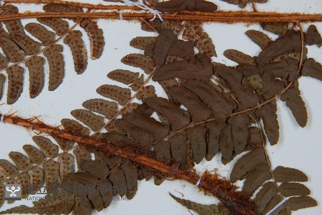 闊鱗鱗毛蕨藏品圖，第3張