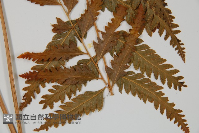 光葉鱗蓋蕨藏品圖，第3張