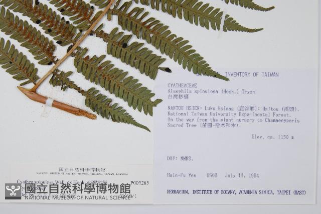 Taiwan Tree-fern Collection Image, Figure 5, Total 8 Figures