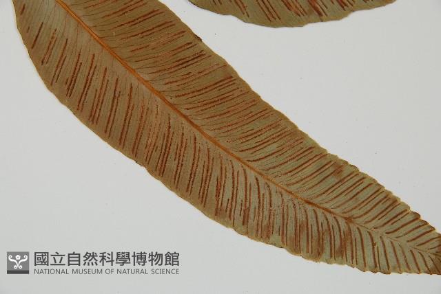 細柄雙蓋蕨藏品圖，第3張