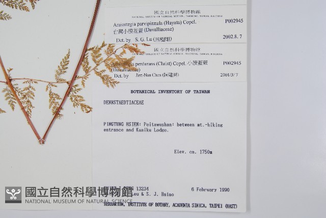 台灣小膜蓋蕨藏品圖，第2張