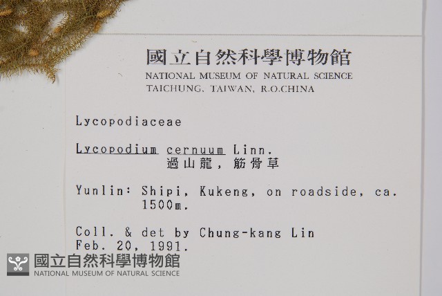 過山龍藏品圖，第2張