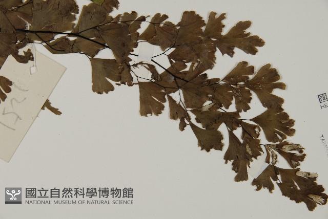 Maidenhair fern Collection Image, Figure 3, Total 5 Figures