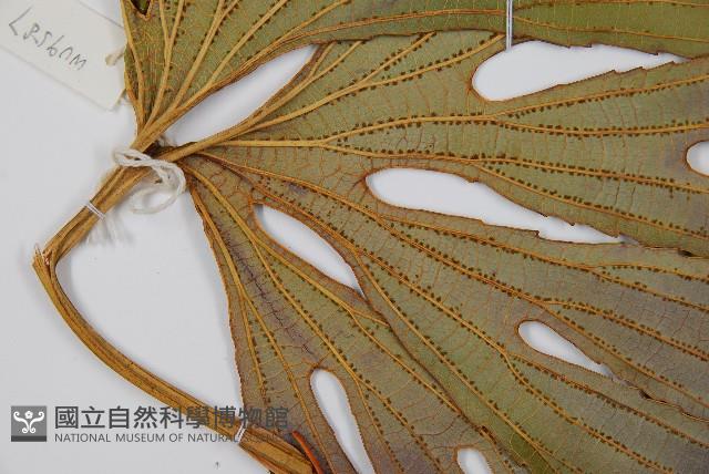 雙扇蕨藏品圖，第3張