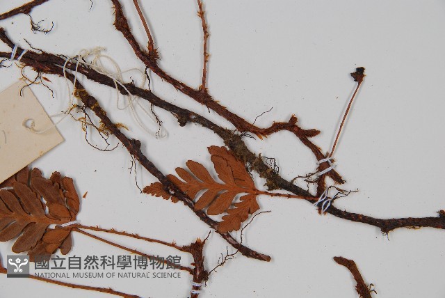 陰石蕨藏品圖，第3張