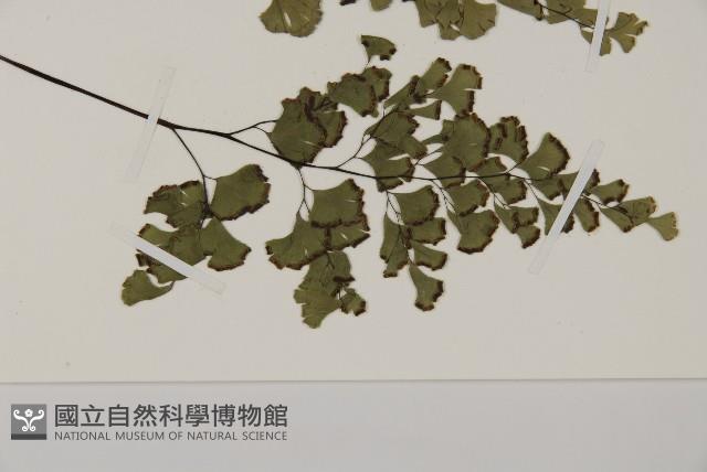 鐵線蕨藏品圖，第3張