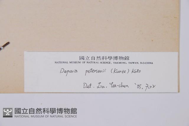 假蹄蓋蕨、東洋蹄蓋蕨藏品圖，第3張