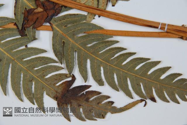 生芽狗脊蕨、頂芽狗脊蕨藏品圖，第3張