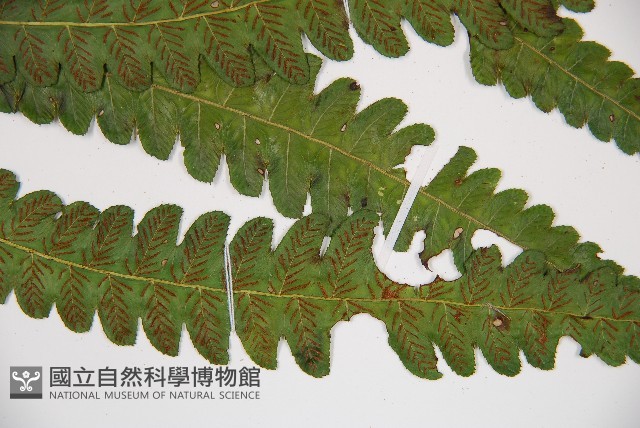 廣葉鋸齒雙蓋蕨藏品圖，第3張